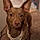 Brody