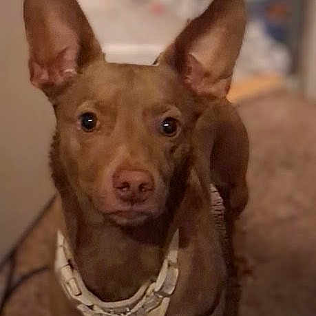 Brody