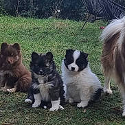 Lexa participe au concours pour gagner de l'argent avec cette photo : dog, puppy, grass, outdoor, pets, animal, canine, fur, cute, family, nature, garden, sitting, brown, white, black, fluffy, portrait, young, adult