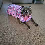 Aashaa joined the competition — help win amazing prizes! dog, pet, indoor, carpet, pink_sweater, tongue_out, happy, smiling, canine, animal, cute, laying_down, fur, ears, snout, domestic_animal, mammal, friendly, house, companion