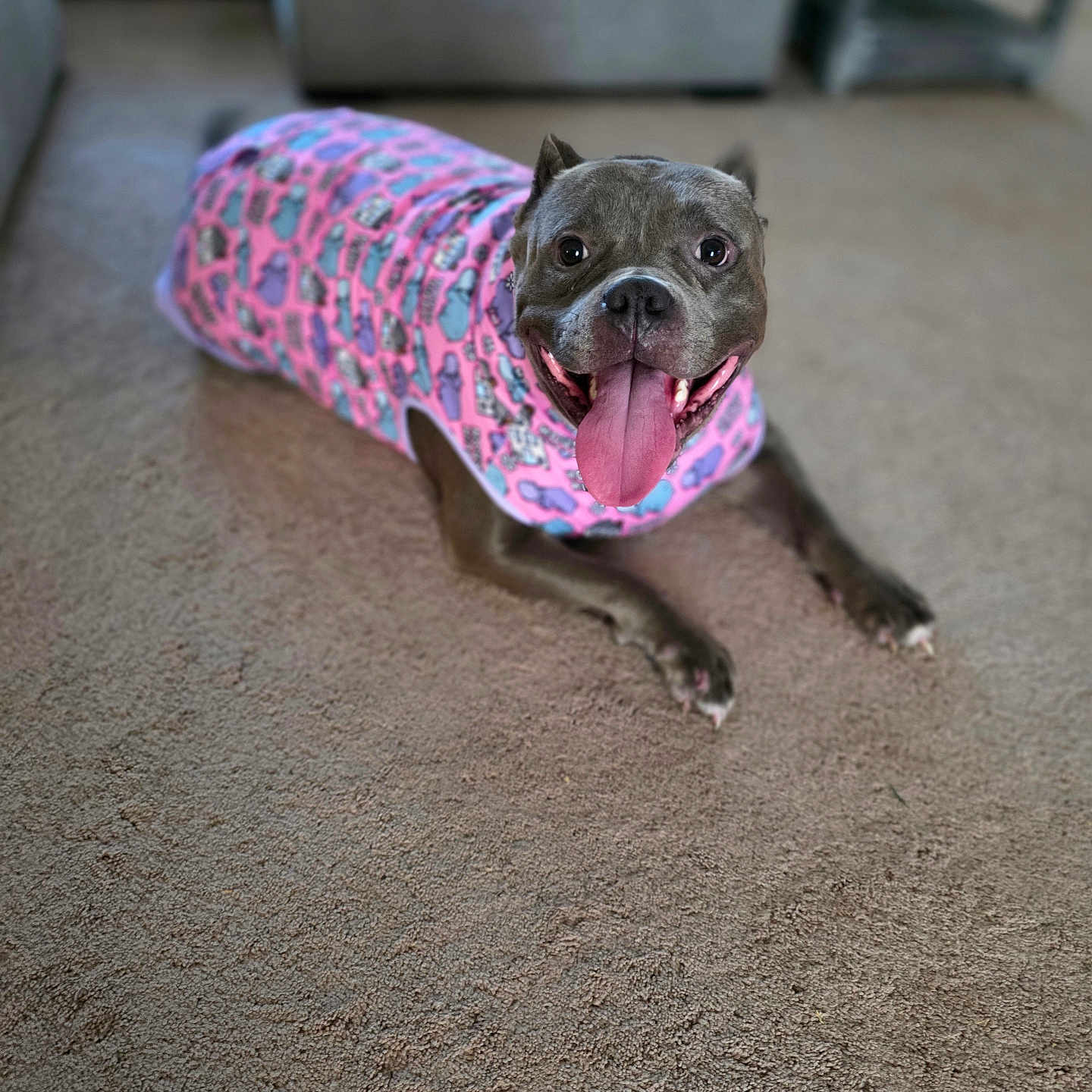 Aashaa joined the competition — help win amazing prizes! animal, canine, carpet, companion, cute, dog, domestic_animal, ears, friendly, fur, happy, house, indoor, laying_down, mammal, pet, pink_sweater, smiling, snout, tongue_out