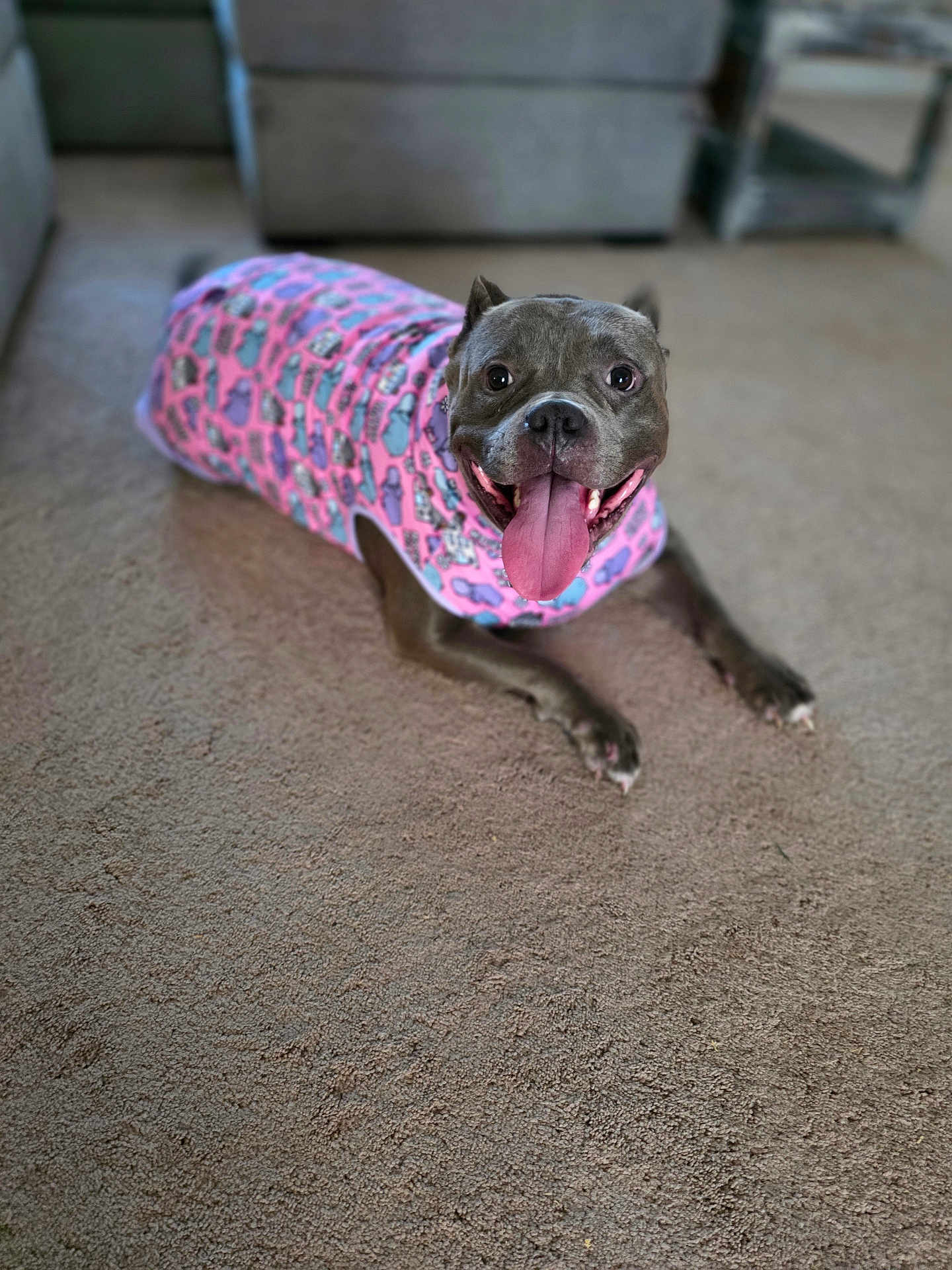 Aashaa joined the competition — help win amazing prizes! dog, pet, indoor, carpet, pink_sweater, tongue_out, happy, smiling, canine, animal, cute, laying_down, fur, ears, snout, domestic_animal, mammal, friendly, house, companion