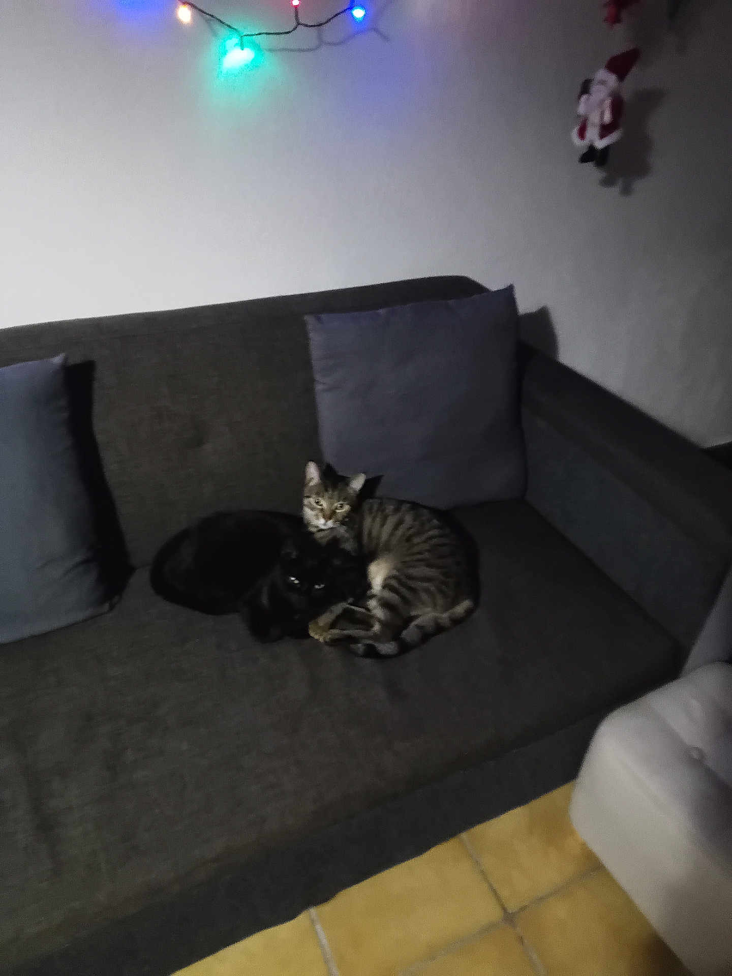 Winnie a rejoint le concours — aidez-le/la à gagner de superbes lots ! cat, cats, black_cat, tabby_cat, couch, sofa, pillow, string_lights, indoor, pets, animal, feline, tile_floor, christmas_decoration, santa, cozy, resting, dark, low_light, home