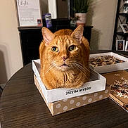 Mr.kitty joined the competition — help win amazing prizes! cat, orange_tabby, jigsaw_puzzle, box, table, indoor, pet, curious, feline, whiskers, domestic_animal, puzzle_pieces, plant, frame, photograph, wooden_table, cozy, living_room, fur, domestic_cat