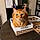 Mr.kitty