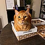 cat, orange_tabby, jigsaw_puzzle, box, table, indoor, pet, curious, feline, whiskers, domestic_animal, puzzle_pieces, plant, frame, photograph, wooden_table, cozy, living_room, fur, domestic_cat