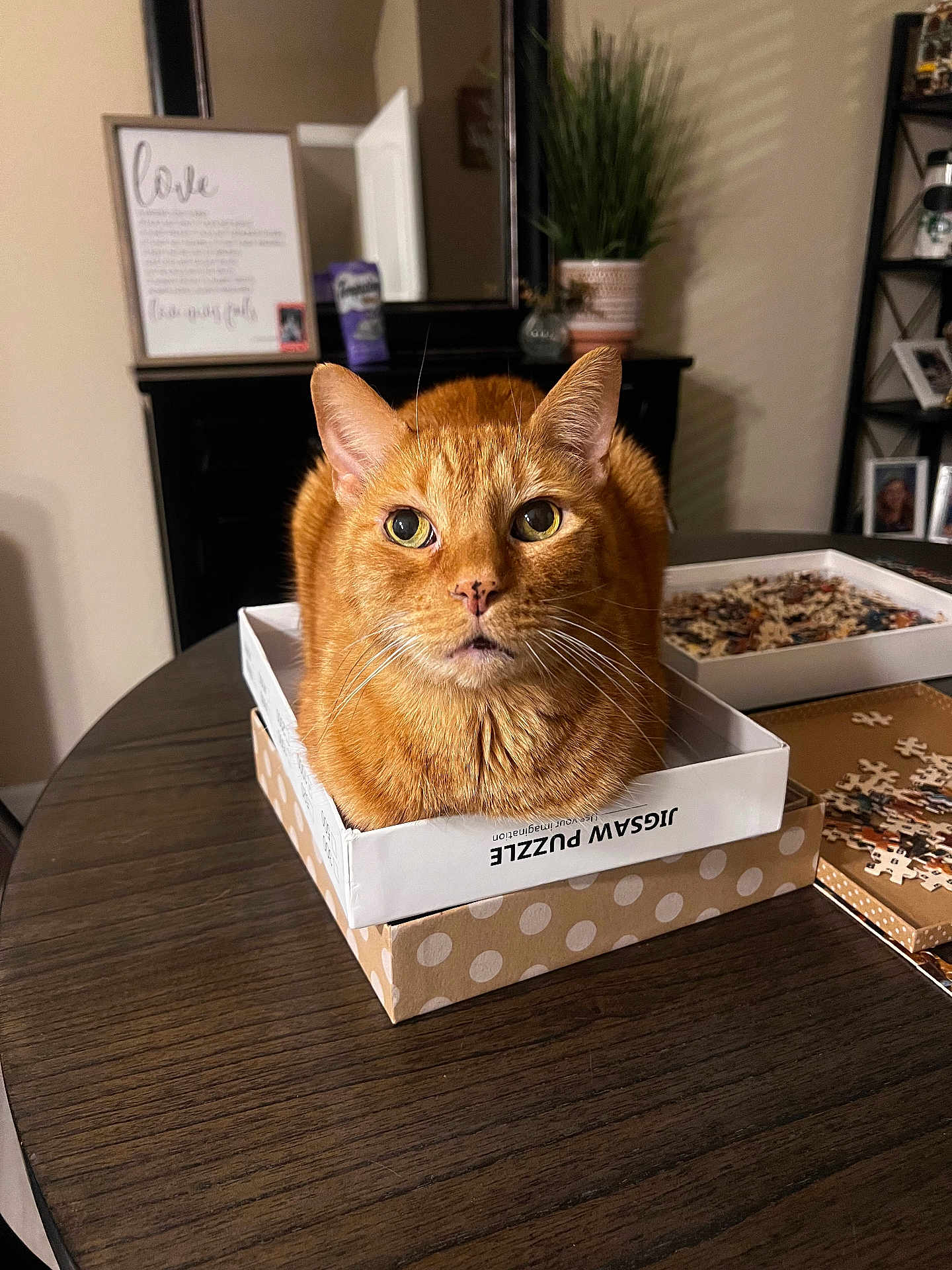 Mr.kitty
