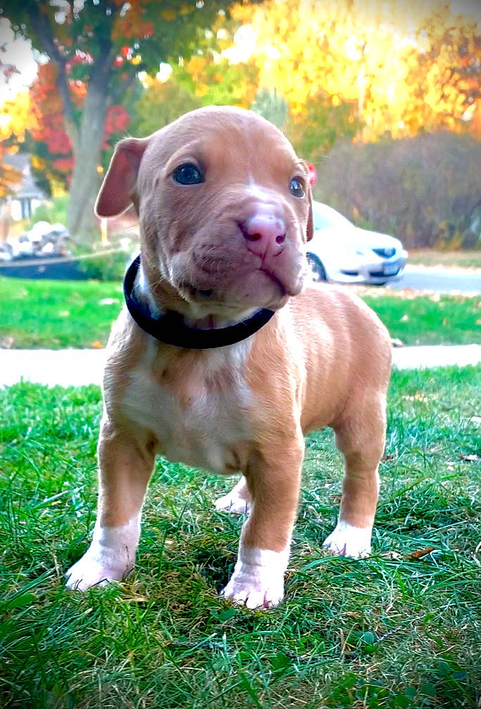 God joined the competition — help win amazing prizes! american_pit_bull_terrier, american_staffordshire_terrier, canidae, carnivore, companion_dog, dog, dog_breed, fawn, grass, mammal, non_sporting_group, pit_bull, puppy, rare_breed_dog, snout, sporting_group, staffordshire_bull_terrier, vertebrate