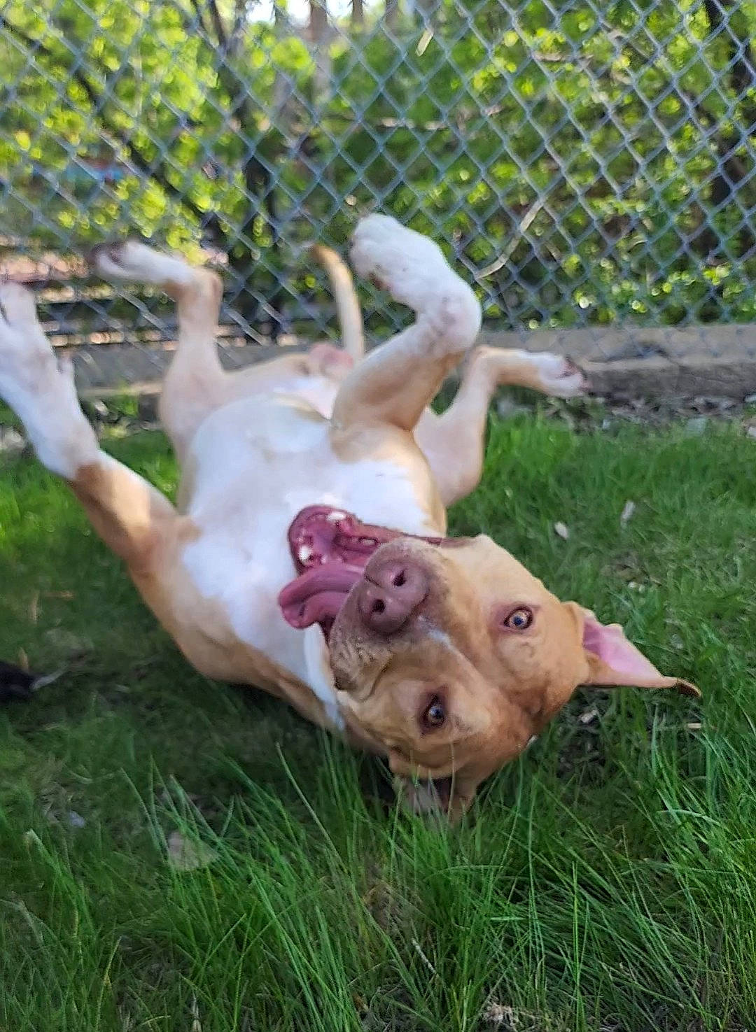 God is registered to the contest to win money with this photo: animal_shelter, canidae, carnivore, companion_dog, dog, dog_breed, domestic_pig, fawn, fence, grass, mesh, non_sporting_group, plant, snout, sporting_group, suidae, tail, terrestrial_animal, wire_fencing, working_animal