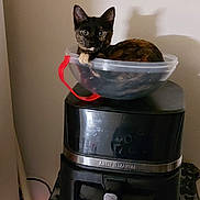 Ava a rejoint le concours — aidez-le/la à gagner de superbes lots ! animal, appliance, black, cat, container, curious, domestic, ears, feline, indoor, kitchen_appliance, pet, plastic_bowl, red_handle, resting, shadow, small, tortoiseshell_cat, wall, wide_eyes
