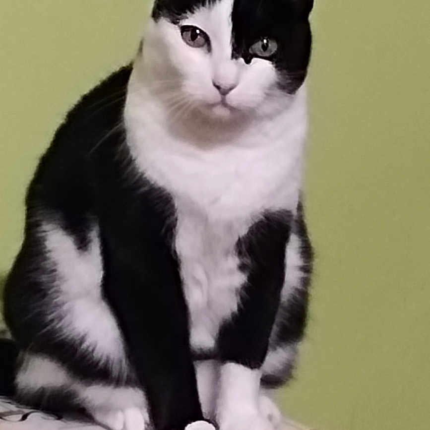 Joy a rejoint le concours — aidez-le/la à gagner de superbes lots ! abyssinian, angora, animal, bookcase, cat, computer, desk, drawer, electronics, furniture, hardwood, kitten, laptop, manx, pc, pet, plywood, shelf, table, wood