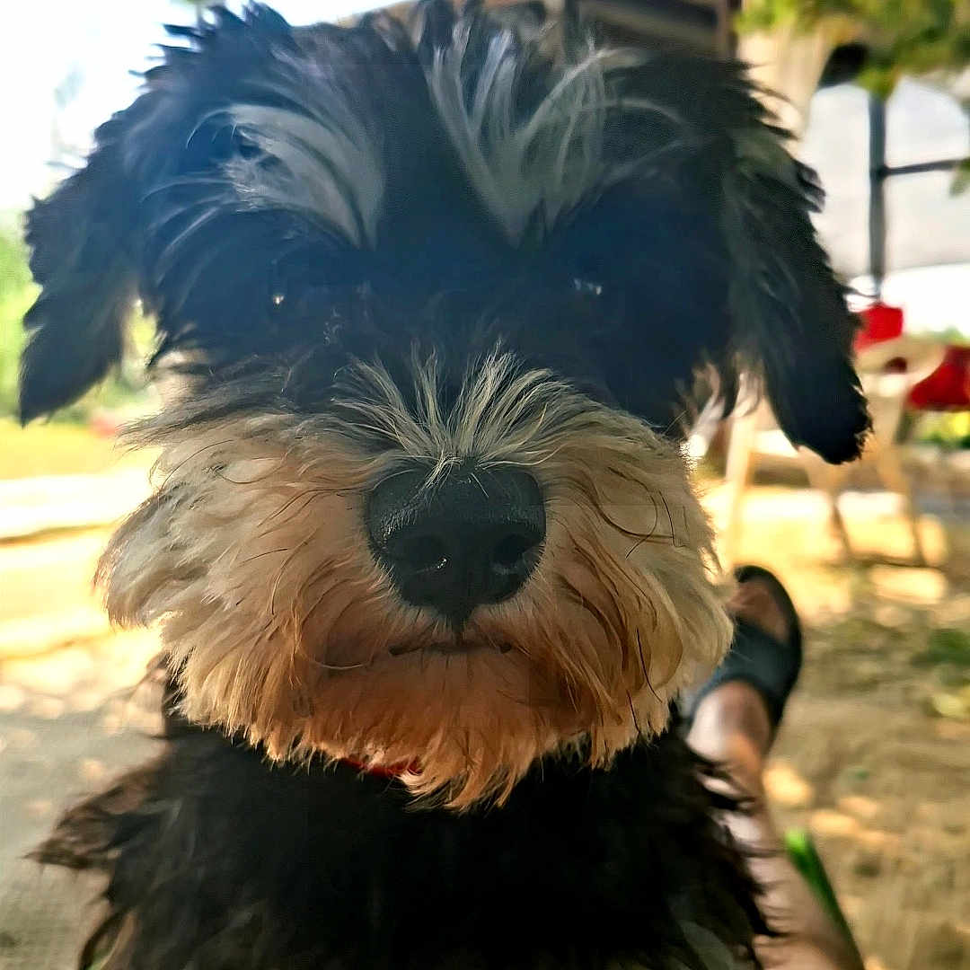 Lola a rejoint le concours — aidez-le/la à gagner de superbes lots ! dog, pet, outdoor, animal, black_and_white, fluffy, scruffy, beard, eyebrows, legs, person, nature, tree, sunlight, daytime, relaxing, cute, canine, portrait, closeup