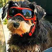 Lola a rejoint le concours — aidez-le/la à gagner de superbes lots ! dog, goggles, motorcycle, outdoor, black_fur, white_fur, pet, animal, reflection, sunny, closeup, face, fur, collar, vehicle, seat, handlebar, nature, greenery, adventure