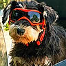 dog, goggles, motorcycle, outdoor, black_fur, white_fur, pet, animal, reflection, sunny, closeup, face, fur, collar, vehicle, seat, handlebar, nature, greenery, adventure