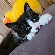 Pepsi a rejoint le concours — aidez-le/la à gagner de superbes lots ! animal, black_and_white, cat, close_up, curious, cute, ears, furry, indoor, kitten, nose, paw, pet, plush, sleepy, soft, toy, whiskers, yellow, young