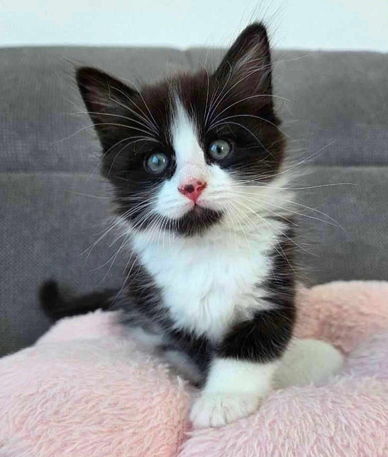 Pepsi a rejoint le concours — aidez-le/la à gagner de superbes lots ! kitten, cat, black_and_white, blue_eyes, pink_nose, whiskers, fluffy, pet, cute, animal, indoor, couch, soft, feline, young, small, curious, sitting, pink_cushion, cozy