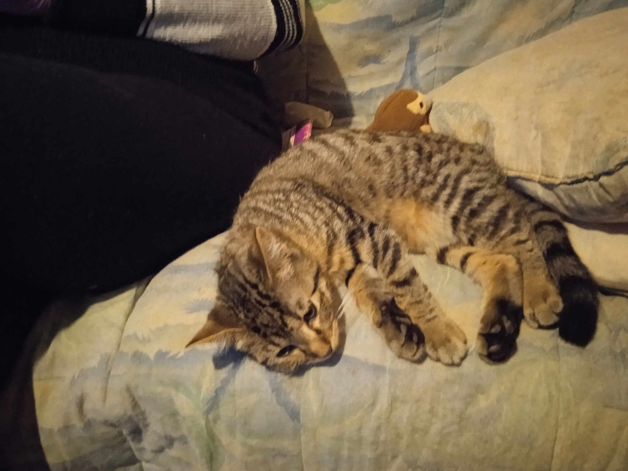 Pompom