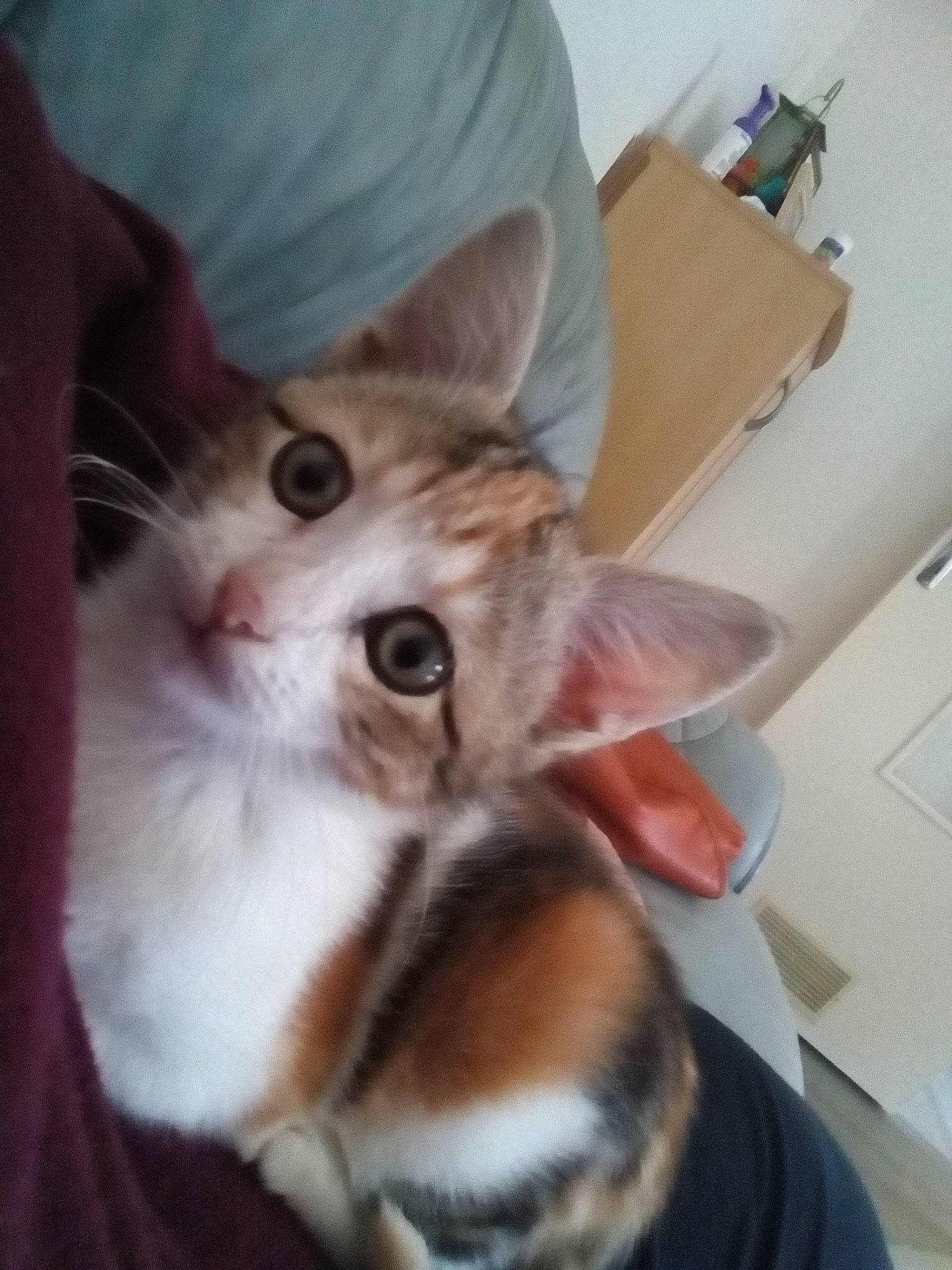 Sparow a rejoint le concours — aidez-le/la à gagner de superbes lots ! aegean_cat, american_shorthair, asian, carnivore, cat, domestic_short_haired_cat, ear, european_shorthair, fawn, felidae, fur, kitten, mammal, munchkin, small_to_medium_sized_cats, tabby_cat, whiskers