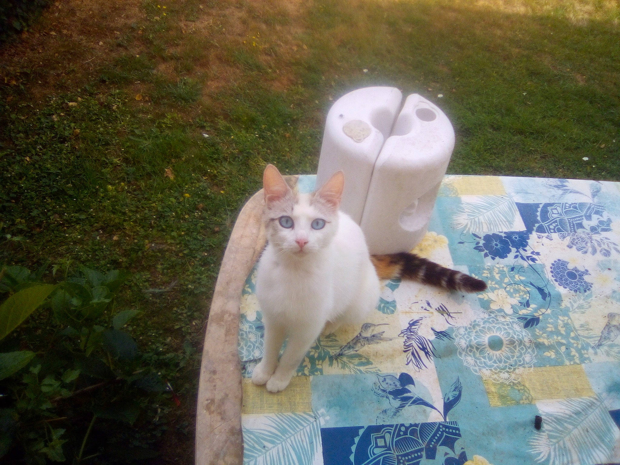 Sparow a rejoint le concours — aidez-le/la à gagner de superbes lots ! carnivore, cat, chair, companion_dog, domestic_short_haired_cat, fawn, felidae, fur, grass, lawn_ornament, leisure, linens, outdoor_furniture, photo_caption, plant, sitting, small_to_medium_sized_cats, tail, whiskers, wood