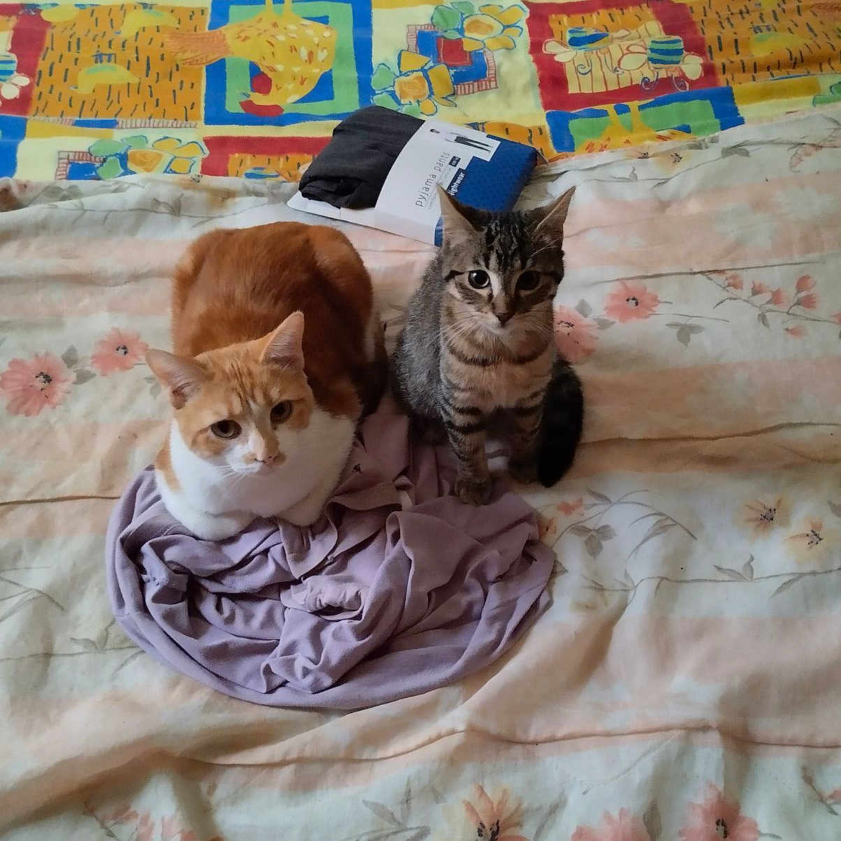 Tigrou Et Titi