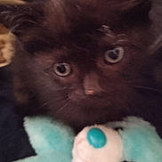 Abou a rejoint le concours — aidez-le/la à gagner de superbes lots ! kitten, cat, furry, close_up, stuffed_toy, blue, black, eyes, pet, animal, cuddly, soft, indoor, cute, young, toy, face, whiskers, fuzzy, companion