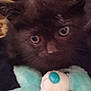 kitten, cat, furry, close_up, stuffed_toy, blue, black, eyes, pet, animal, cuddly, soft, indoor, cute, young, toy, face, whiskers, fuzzy, companion