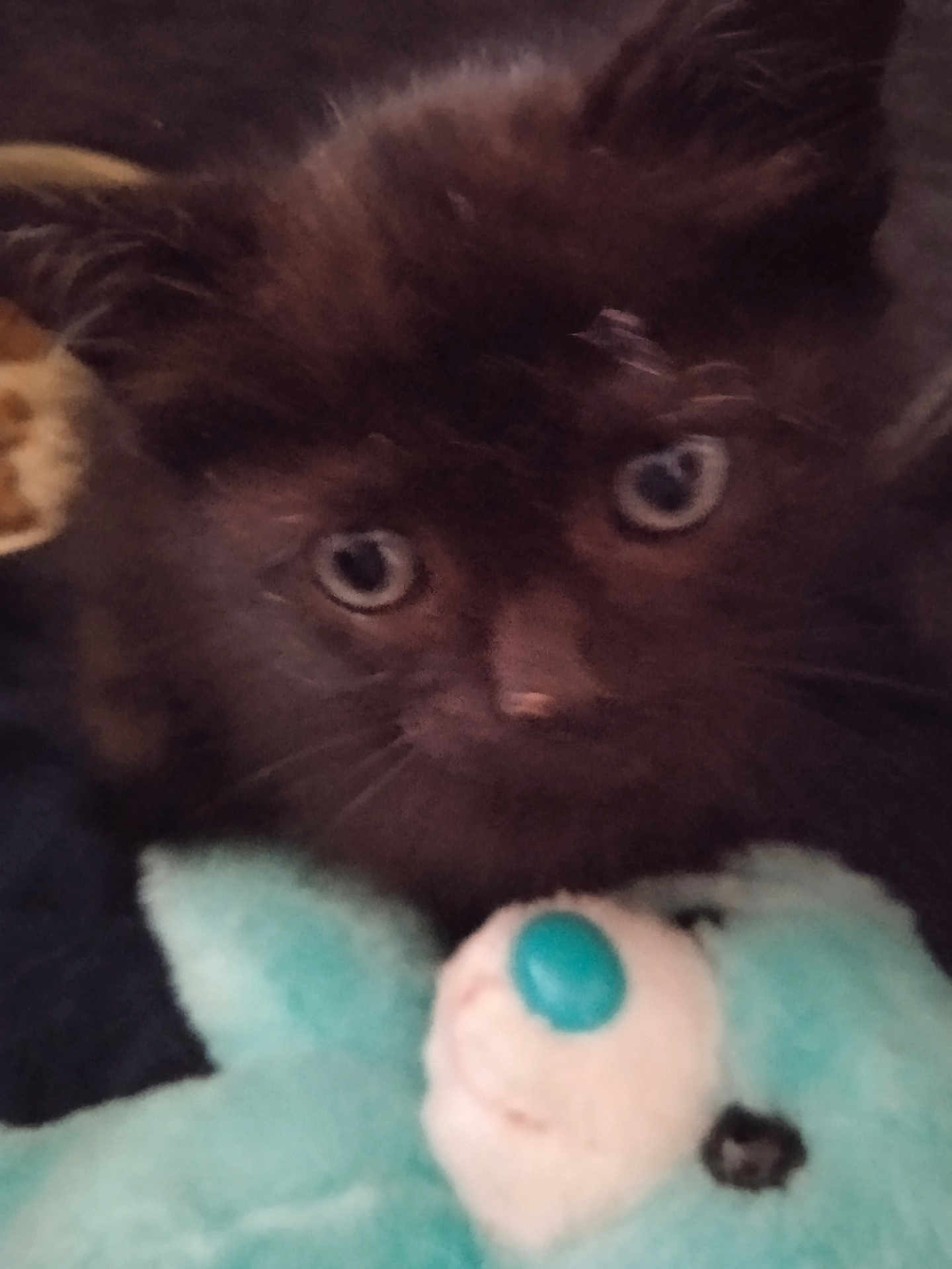 Abou a rejoint le concours — aidez-le/la à gagner de superbes lots ! kitten, cat, furry, close_up, stuffed_toy, blue, black, eyes, pet, animal, cuddly, soft, indoor, cute, young, toy, face, whiskers, fuzzy, companion