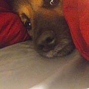 Bear is registered to the contest to win money with this photo: animal, bed, blanket, brown, closeup, comfort, cozy, cute, dog, domestic, face, fur, indoors, nose, pet, relaxed, resting, sleepy, snug, warm