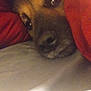 animal, bed, blanket, brown, closeup, comfort, cozy, cute, dog, domestic, face, fur, indoors, nose, pet, relaxed, resting, sleepy, snug, warm