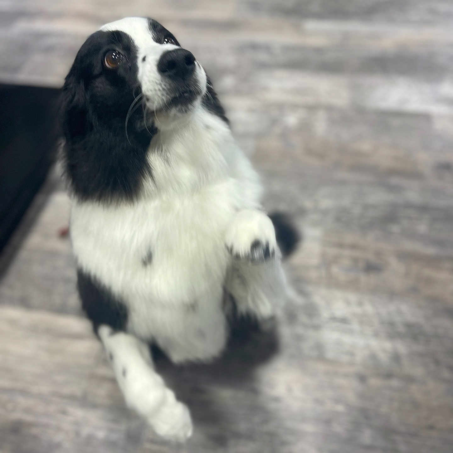 Maggie