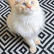 Yoko participe au concours pour gagner de l'argent avec cette photo : cat, fluffy, blue_eyes, cream_color, indoor, rug, patterned_rug, pet, animal, whiskers, ears, tail, curious, sitting, looking_up, feline, domestic_cat, soft_fur, cute, companion