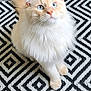 cat, fluffy, blue_eyes, cream_color, indoor, rug, patterned_rug, pet, animal, whiskers, ears, tail, curious, sitting, looking_up, feline, domestic_cat, soft_fur, cute, companion