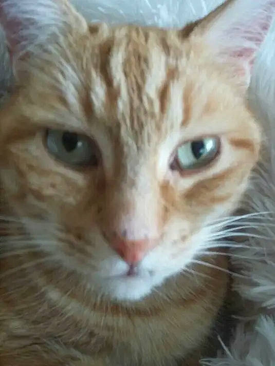 Bambou a rejoint le concours — aidez-le/la à gagner de superbes lots ! carnivore, cat, close_up, domestic_short_haired_cat, ear, fawn, felidae, fur, iris, paw, small_to_medium_sized_cats, snout, tail, terrestrial_animal, whiskers, wildlife