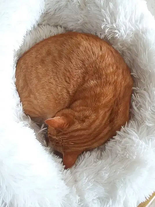 Bambou participe au concours pour gagner de l'argent avec cette photo : brown, carnivore, cat_bed, cat_supply, comfort, companion_dog, dog_breed, fawn, felidae, fur, linens, liver, nap, pet_supply, small_to_medium_sized_cats, snout, sporting_group, tail, whiskers, wool