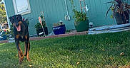 Roxy joined the competition — help win amazing prizes! canine, daytime, doberman, dog, fence, garden, grass, greenery, happy, house, nature, outdoor, pet, plant, potted_plants, sidewalk, smiling, sunlight, window, yard