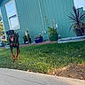 canine, daytime, doberman, dog, fence, garden, grass, greenery, happy, house, nature, outdoor, pet, plant, potted_plants, sidewalk, smiling, sunlight, window, yard