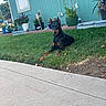 Roxy is registered to the contest to win money with this photo: alert, animal, backyard, canine, daylight, doberman, dog, garden, grass, greenery, house, nature, outdoor, pet, plants, potted_plants, relaxed, sidewalk, summer, yard