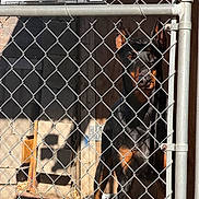 Roxy joined the competition — help win amazing prizes! alert, animal, background, chain_link_fence, cinder_blocks, daylight, doberman, dog, ears, fence, guard_dog, metal, outdoor, pet, security, shadow, sign, sunlight, watchful, wood