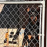alert, animal, background, chain_link_fence, cinder_blocks, daylight, doberman, dog, ears, fence, guard_dog, metal, outdoor, pet, security, shadow, sign, sunlight, watchful, wood