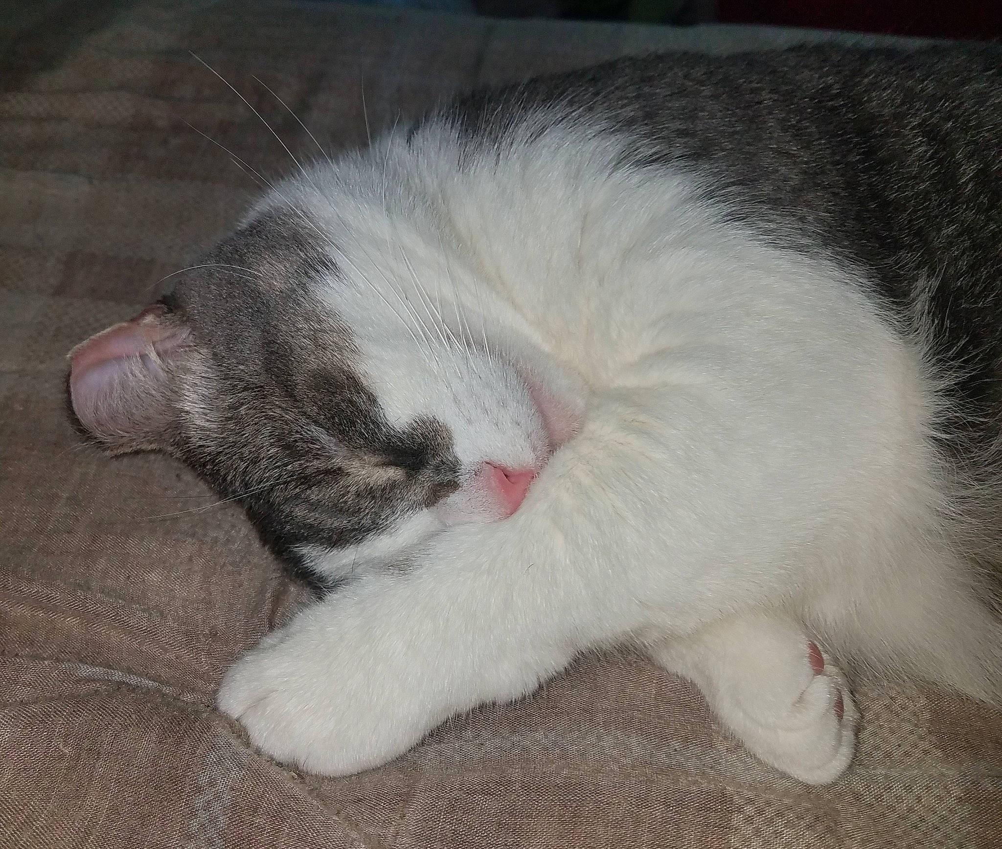 Flash joined the competition — help win amazing prizes! carnivore, cat, claw, domestic_short_haired_cat, ear, european_shorthair, felidae, fur, kitten, leg, nap, nose, paw, polydactyl_cat, skin, sleep, small_to_medium_sized_cats, snout, tail, whiskers