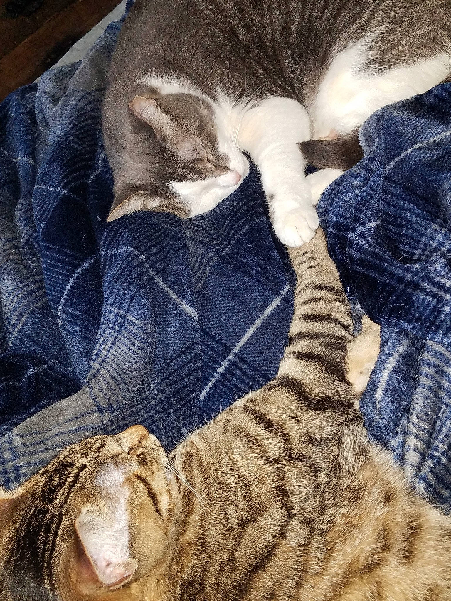 Flash joined the competition — help win amazing prizes! asian, california_spangled, carnivore, cat, domestic_short_haired_cat, dragon_li, egyptian_mau, european_shorthair, felidae, fur, kitten, leg, mammal, ocicat, pixie_bob, small_to_medium_sized_cats, tabby_cat, tail, textile, whiskers