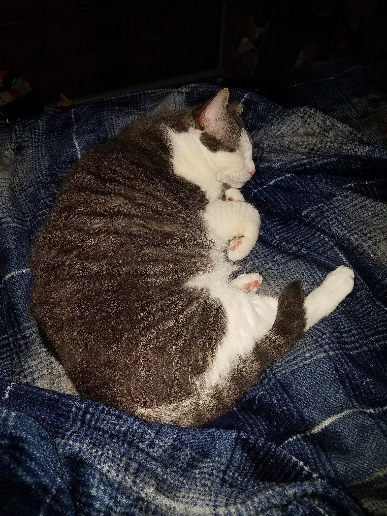 Flash joined the competition — help win amazing prizes! carnivore, cat, cloud, domestic_short_haired_cat, ear, european_shorthair, felidae, fur, kitten, night, sky, small_to_medium_sized_cats, tail, whiskers