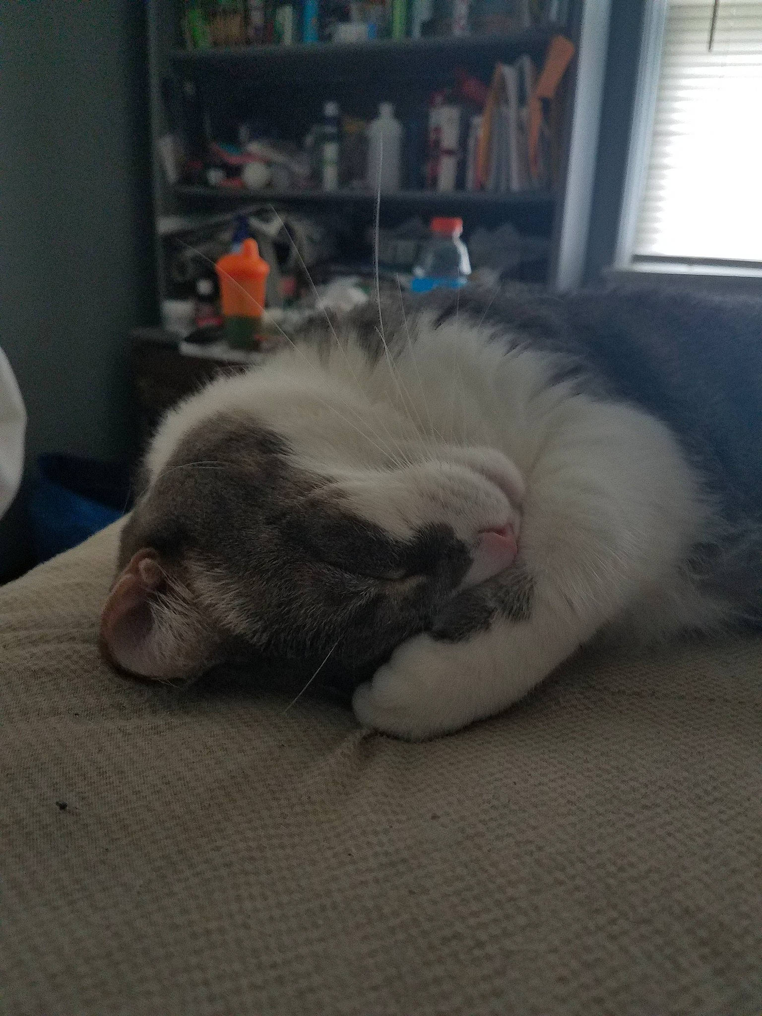 Flash is registered to the contest to win money with this photo: carnivore, cat, ear, felidae, fur, kitten, nap, nose, paw, sleep, small_to_medium_sized_cats, snout, tail, whiskers