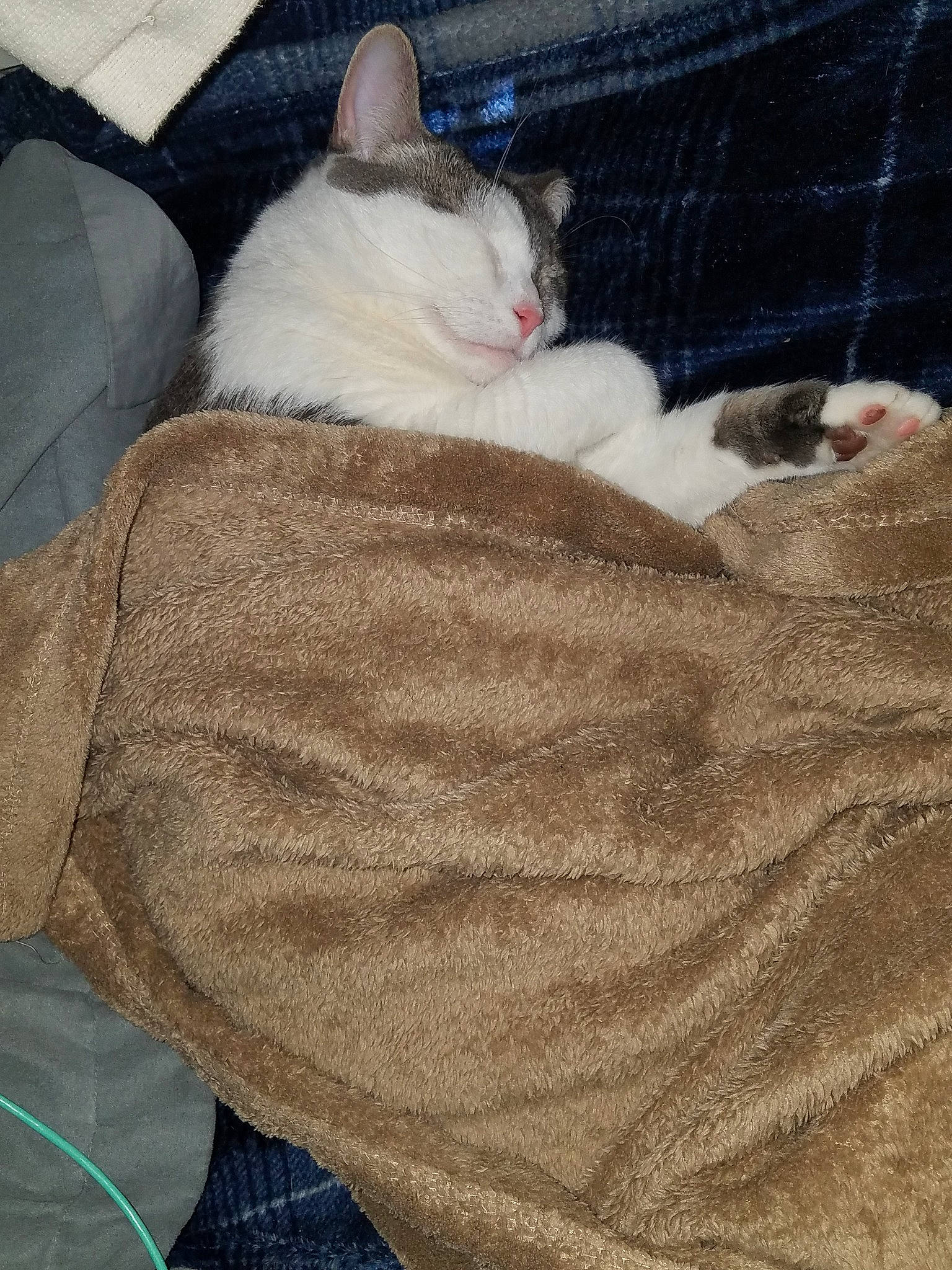 Flash joined the competition — help win amazing prizes! asian, carnivore, cat, colorpoint_shorthair, domestic_short_haired_cat, european_shorthair, fawn, felidae, fur, german_rex, kitten, nap, polydactyl_cat, sleep, small_to_medium_sized_cats, tail, whiskers