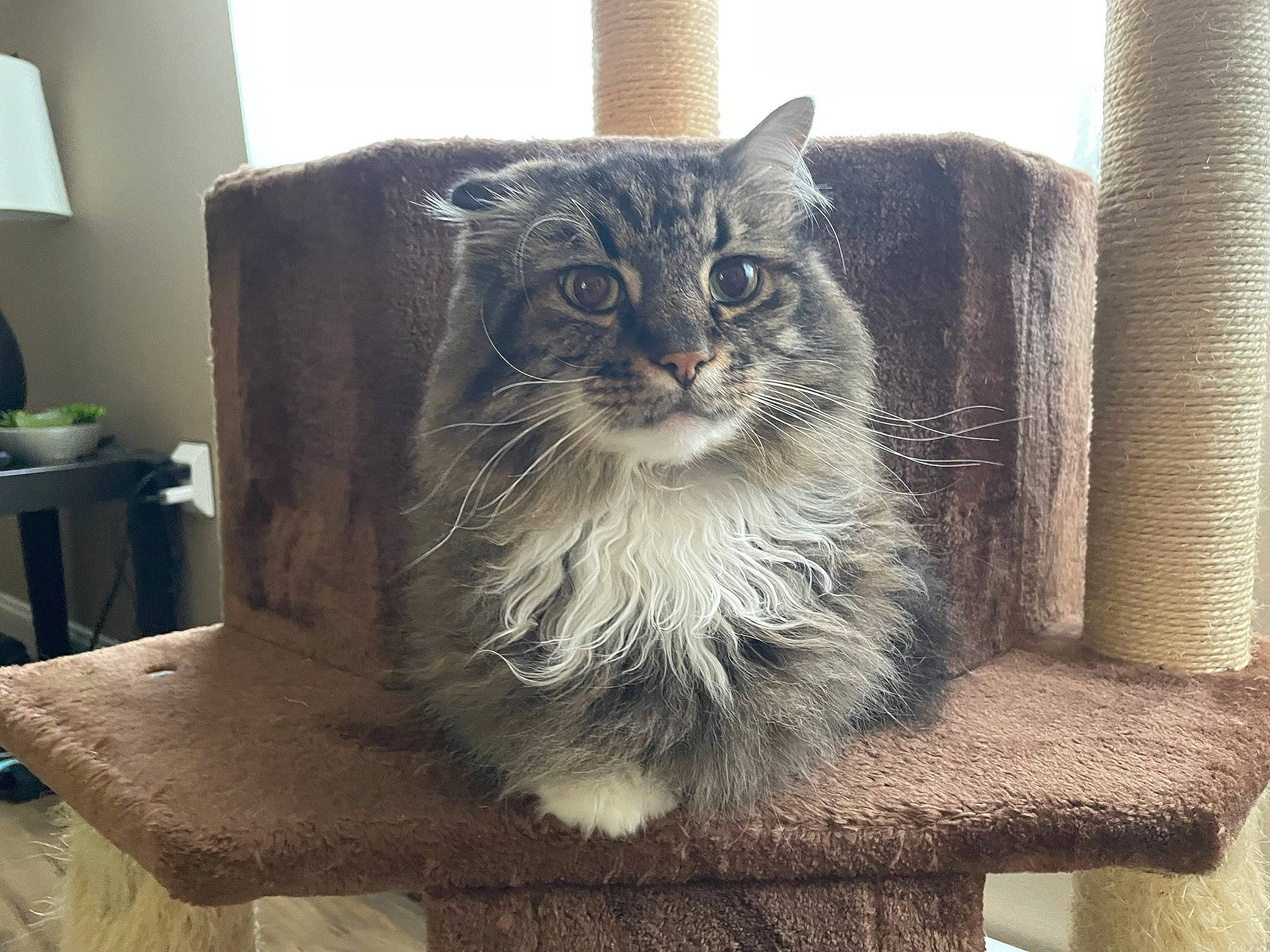 Roach joined the competition — help win amazing prizes! carnivore, cat, cat_supply, chair, domestic_short_haired_cat, door, felidae, fur, grey, house, pet_supply, small_to_medium_sized_cats, snout, table, tail, terrestrial_animal, tree, whiskers, window, wood