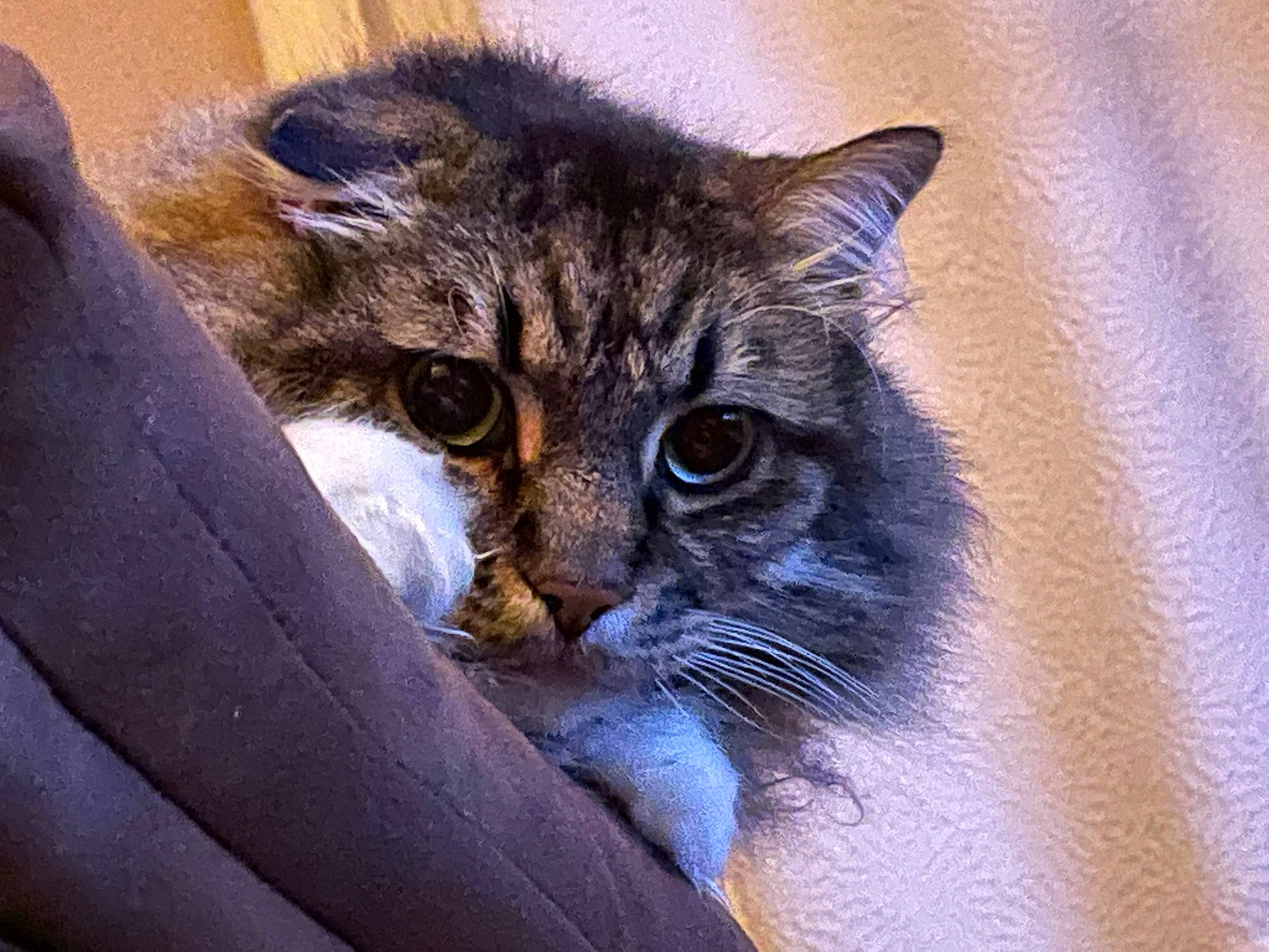 Roach joined the competition — help win amazing prizes! art, carnivore, cat, domestic_short_haired_cat, door, drawing, electric_blue, eye, felidae, fur, grey, painting, small_to_medium_sized_cats, snout, terrestrial_animal, tree, whiskers, wildlife, window