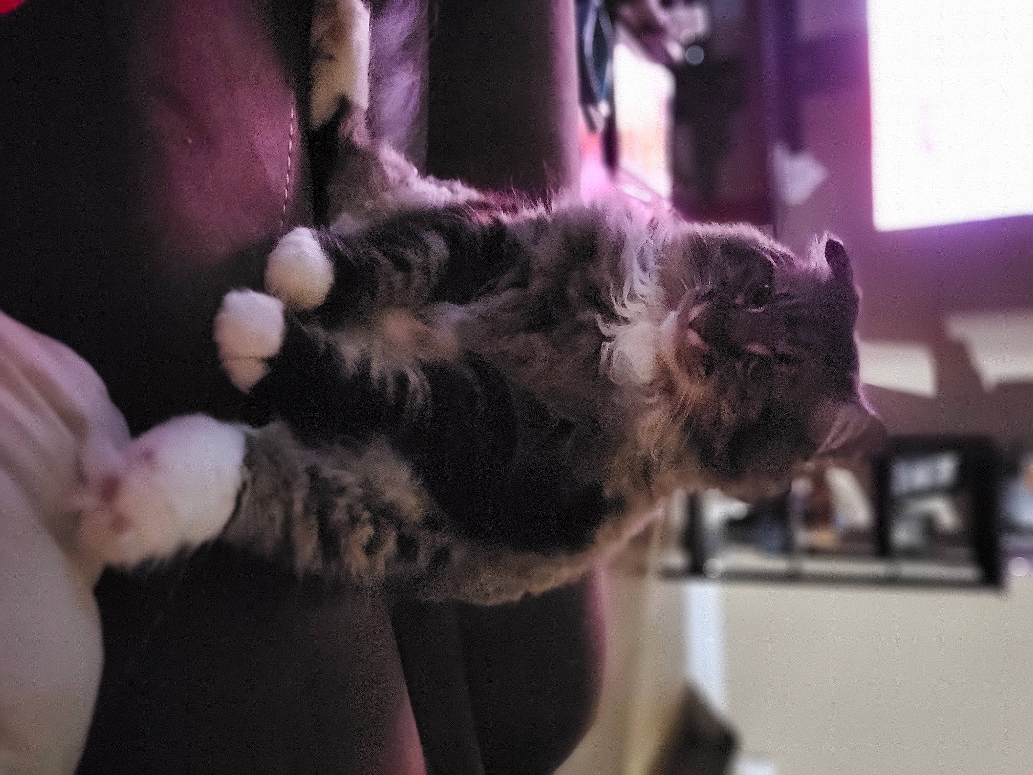 Roach joined the competition — help win amazing prizes! canidae, carnivore, cat, claw, companion_dog, dog_breed, domestic_short_haired_cat, ear, felidae, fur, gesture, paw, small_to_medium_sized_cats, snout, sporting_group, tail, vertebrate, whiskers