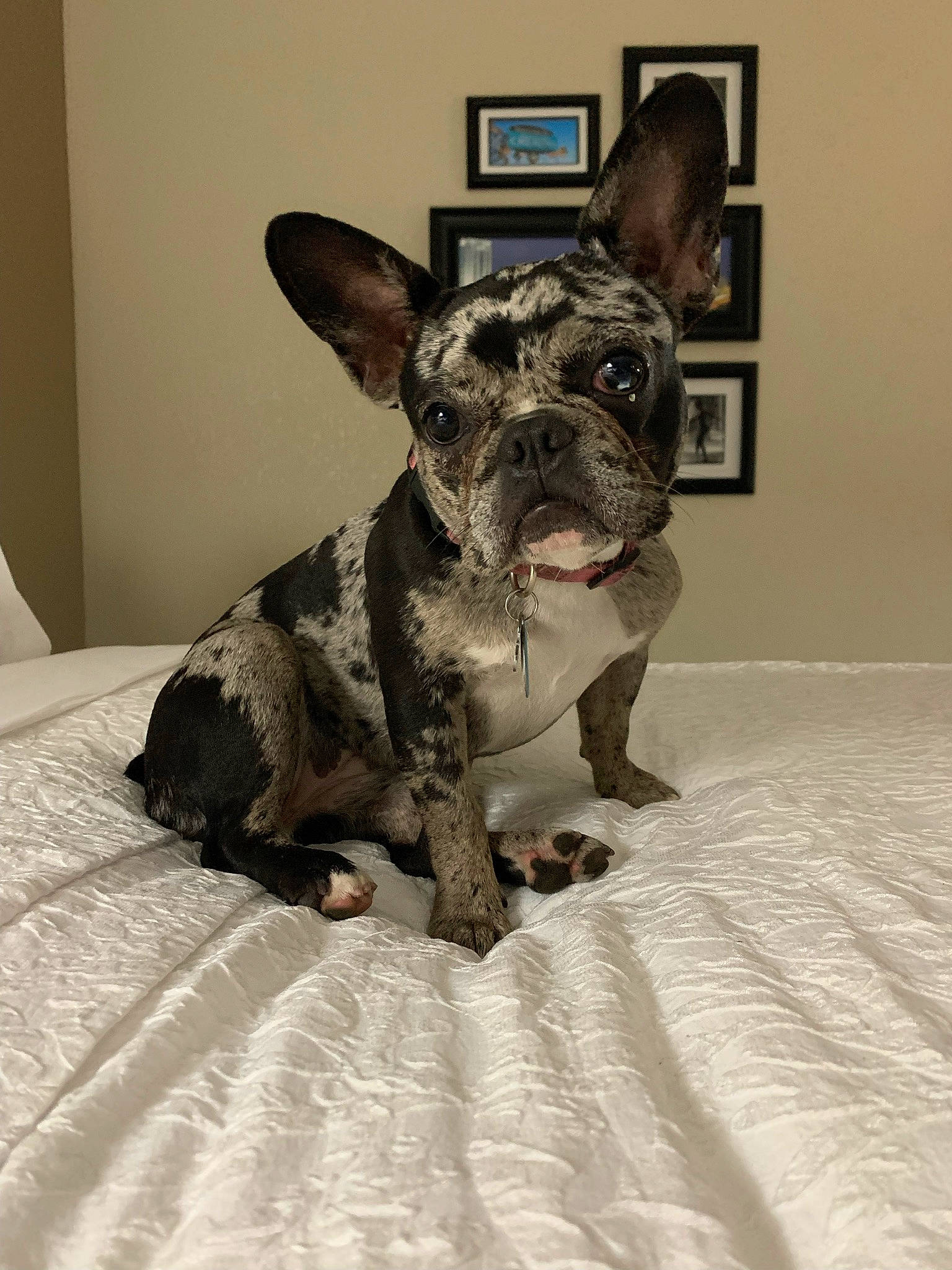 Zoey is registered to the contest to win money with this photo: boston_terrier, canidae, carnivore, comfort, companion_dog, dog, dog_breed, dog_collar, ear, eye, fawn, head, jaw, snout, sporting_group, terrestrial_animal, toy_dog, whiskers, working_animal, wrinkle