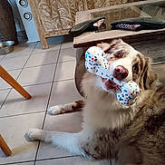 Viny participe au concours pour gagner de l'argent avec cette photo : dog, toy, bone, indoor, floor, tile, cabinet, wooden_furniture, slippers, glass_table, pet, playful, brown_and_white, canine, animal, household, domestic, fur, lying_down, mouth