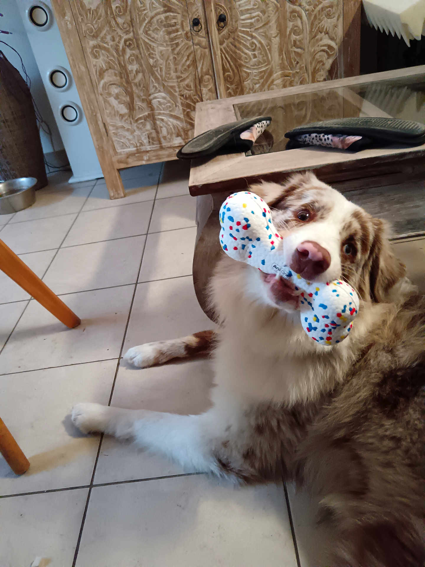 Viny participe au concours pour gagner de l'argent avec cette photo : dog, toy, bone, indoor, floor, tile, cabinet, wooden_furniture, slippers, glass_table, pet, playful, brown_and_white, canine, animal, household, domestic, fur, lying_down, mouth